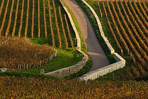 Vosne-Romanée (titre)